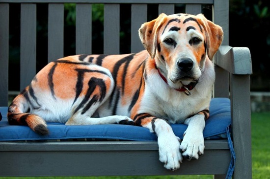 ชายอังกฤษย้อมหมาให้กลายเป็นเสือ เซอร์ไพรส์วันเกิดหลาน