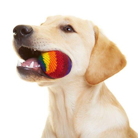  10 ไอเดีย ลดความซุกซนของเจ้าตูบ ขณะอยู่ในบ้าน