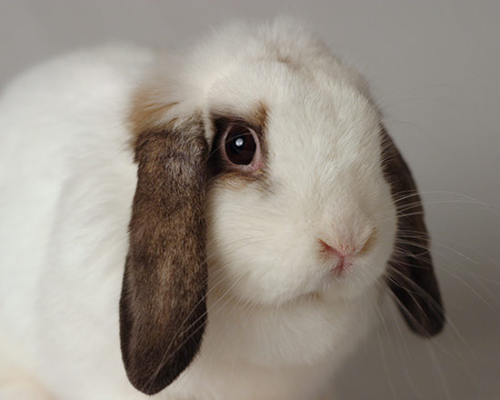  7 ทิปส์น่ารู้ ก่อนจะนำกระต่ายมาเลี้ยง