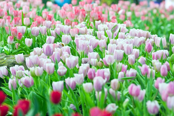  10 จังหวัดน่าเที่ยวในประเทศไทย ตามมุมมองของชาวต่างชาติ