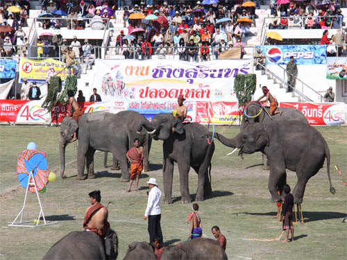 ชวนเที่ยว งานช้างสุรินทร์ 2555 ชมโชว์ช้างสุดอลังการ