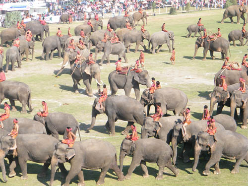 ชวนเที่ยว งานช้างสุรินทร์ 2555 ชมโชว์ช้างสุดอลังการ