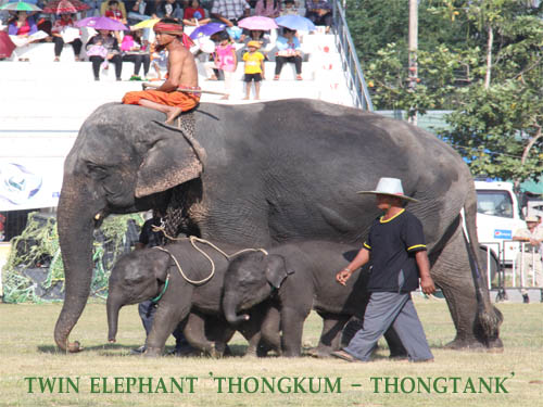 ชวนเที่ยว งานช้างสุรินทร์ 2555 ชมโชว์ช้างสุดอลังการ