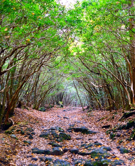 15 ป่าน่าเที่ยว ที่มีทั้งความสวยงามและความพิศวง
