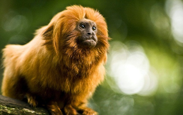 ป่าแอตแลนติก (Atlantic Forest)