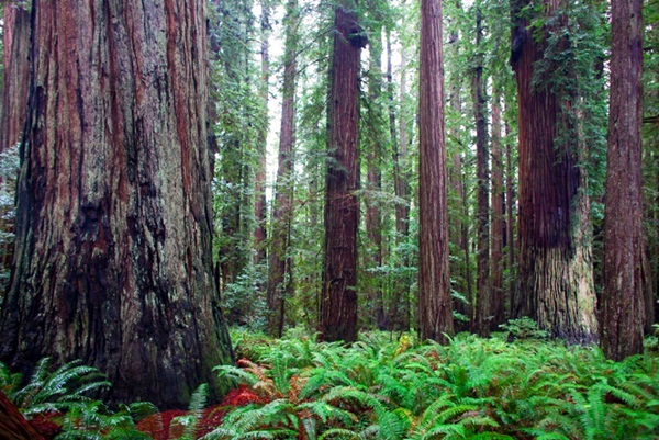 เขตพืชพรรณธรรมชาติในแคลิฟอร์เนีย (California Floristic Province)   