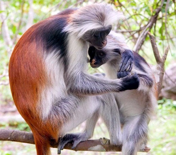 ป่าแถบชายฝั่งของแอฟริกาตะวันออก (Coastal Forests of East Africa)