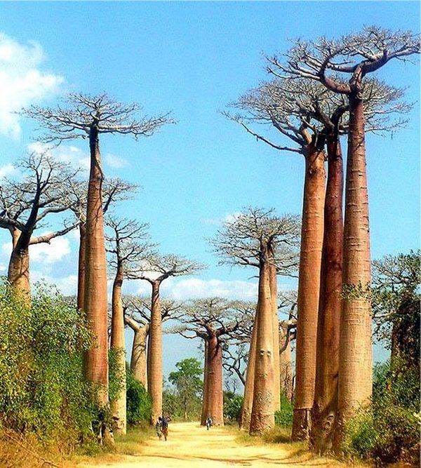 ป่ามาดากัสการ์ (Madagascar)