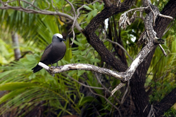 ป่านิวแคลิโดเนีย (New Caledonia)