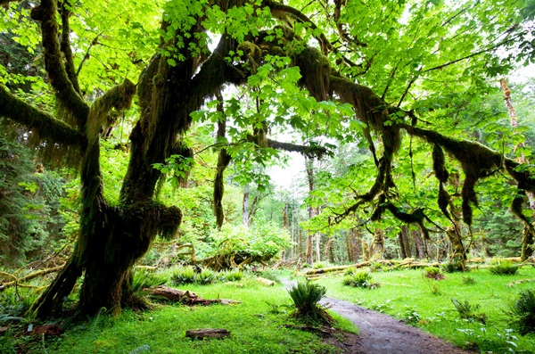  15 ป่าน่าเที่ยว ที่มีทั้งความสวยงามและความพิศวง 