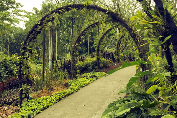 สวนพฤกษศาสตร์สิงคโปร์ (Singapore Botanic Gardens)