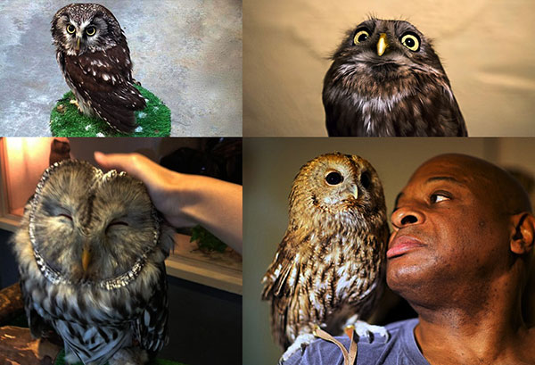 เปิดตัว บาร์นกฮูก ในลอนดอน ชมความน่ารักของนกตาโต 19-25 มี.ค.