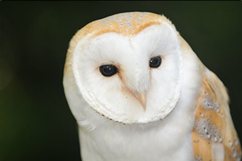  เปิดตัว บาร์นกฮูก ในลอนดอน ชมความน่ารักของนกตาโต 19-25 มี.ค.