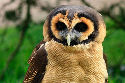  เปิดตัว บาร์นกฮูก ในลอนดอน ชมความน่ารักของนกตาโต 19-25 มี.ค.