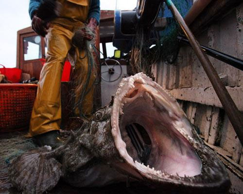 มาดู 10 อันดับสัตว์น่าเกลียด (แต่อร่อย) กันเถอะ