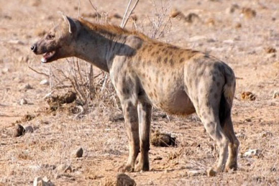 มาดู 10 อันดับสัตว์น่าเกลียด (แต่อร่อย) กันเถอะ