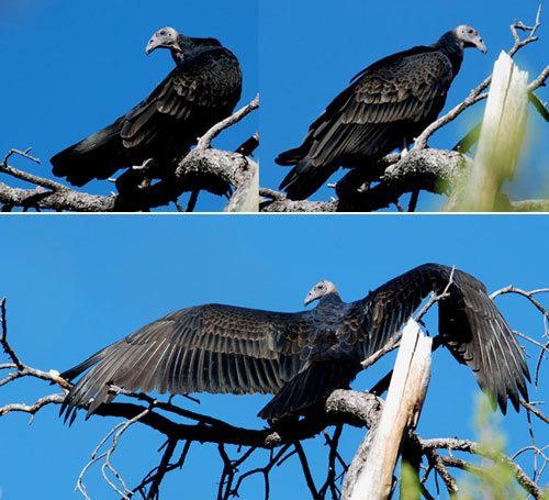 มาดู 10 อันดับสัตว์น่าเกลียด (แต่อร่อย) กันเถอะ