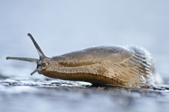 มาดู 10 อันดับสัตว์น่าเกลียด (แต่อร่อย) กันเถอะ