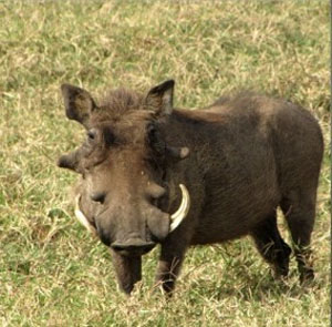 มาดู 10 อันดับสัตว์น่าเกลียด (แต่อร่อย) กันเถอะ