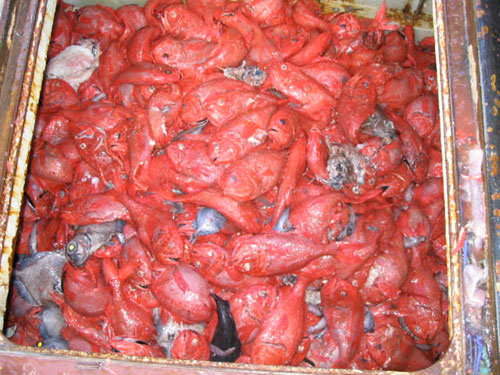 มาดู 10 อันดับสัตว์น่าเกลียด (แต่อร่อย) กันเถอะ