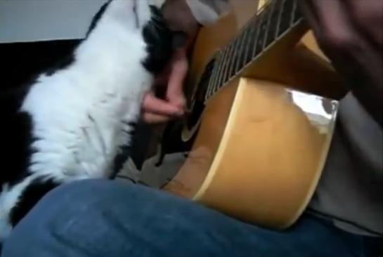 9 แมวสุดป่วนชวนฮา 