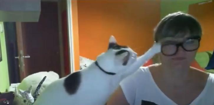 9 แมวสุดป่วนชวนฮา 