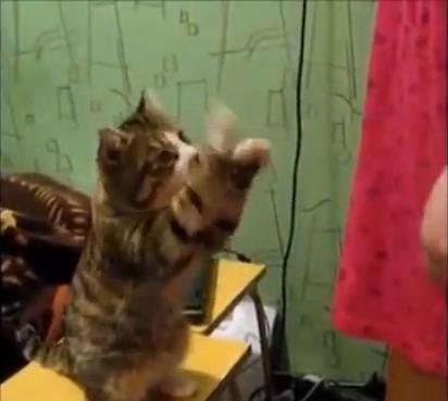 9 แมวสุดป่วนชวนฮา 