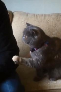 9 แมวสุดป่วนชวนฮา 