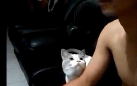 9 แมวสุดป่วนชวนฮา 