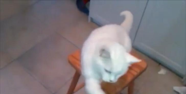 9 แมวสุดป่วนชวนฮา 