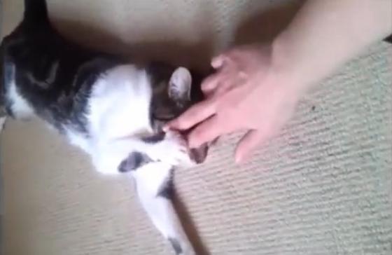 9 แมวสุดป่วนชวนฮา 