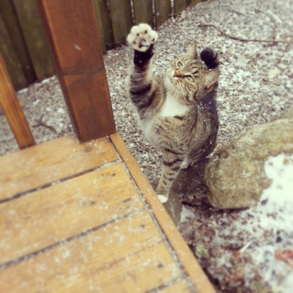 แนวน่ารัก 16 ภาพแมวผู้เกลียดฤดูหนาว