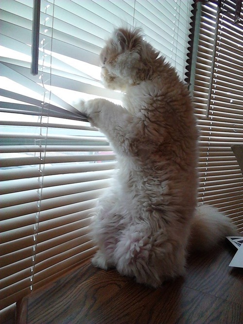 แนวน่ารัก 16 ภาพแมวผู้เกลียดฤดูหนาว