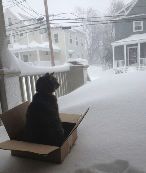 แนวน่ารัก 16 ภาพแมวผู้เกลียดฤดูหนาว