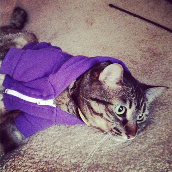 แนวน่ารัก 16 ภาพแมวผู้เกลียดฤดูหนาว