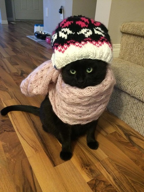 แนวน่ารัก 16 ภาพแมวผู้เกลียดฤดูหนาว