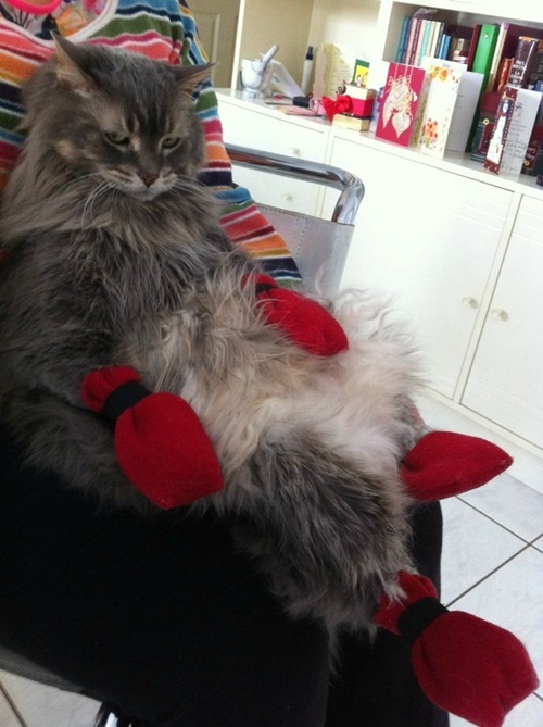 แนวน่ารัก 16 ภาพแมวผู้เกลียดฤดูหนาว