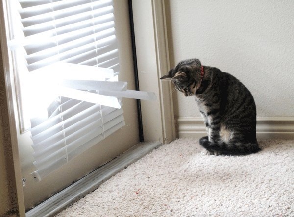 แนวน่ารัก 16 ภาพแมวผู้เกลียดฤดูหนาว