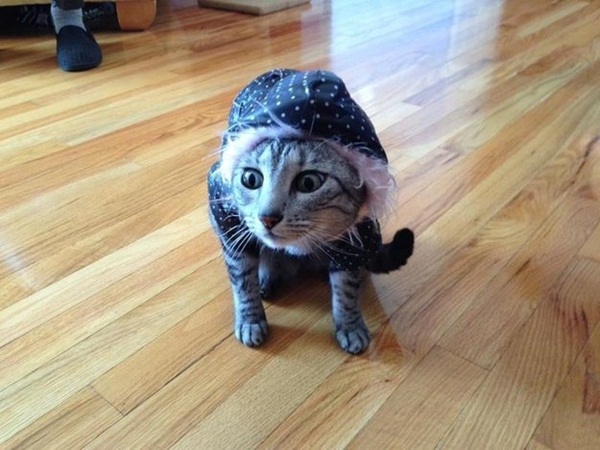 แนวน่ารัก 16 ภาพแมวผู้เกลียดฤดูหนาว