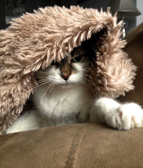 แนวน่ารัก 16 ภาพแมวผู้เกลียดฤดูหนาว