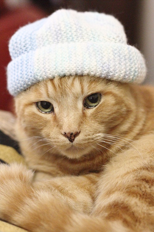 แนวน่ารัก 16 ภาพแมวผู้เกลียดฤดูหนาว