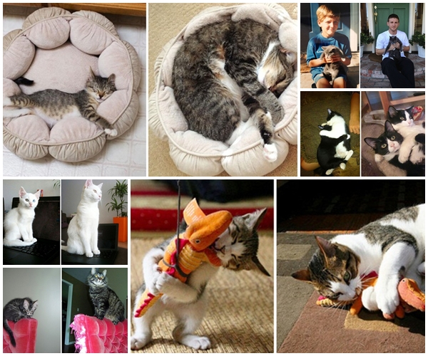 ภาพแมวน่ารัก