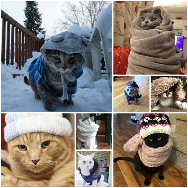 แนวน่ารัก 16 ภาพแมวผู้เกลียดฤดูหนาว