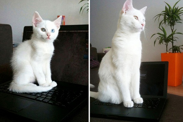 ภาพแมวน่ารัก