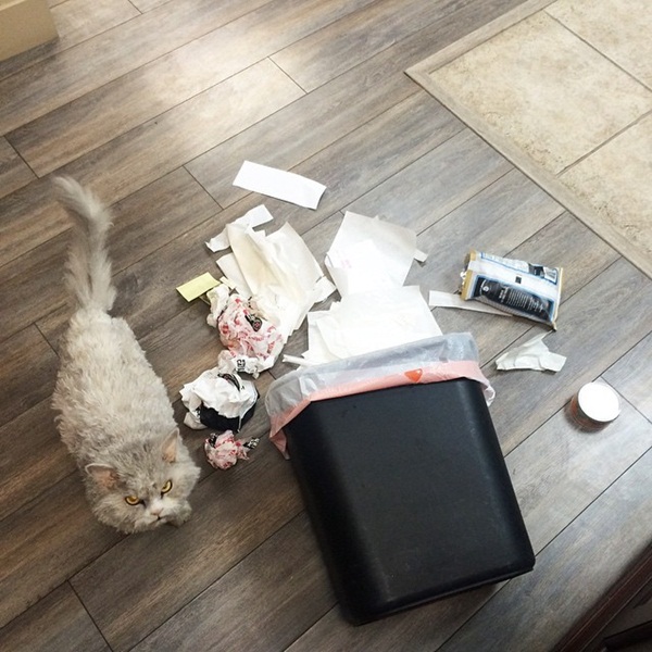 อัลเบิร์ต แมวหน้าร้าย ที่ดูคล้ายแกะมากกว่าแมวอีกนะ