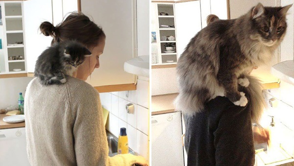 ภาพแมวน่ารัก