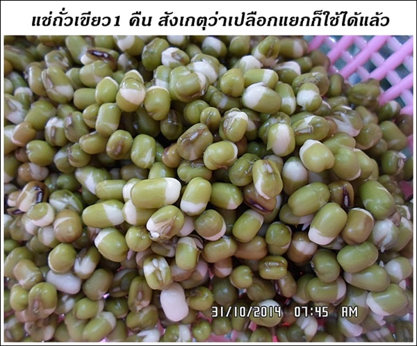 วิธีเพาะถั่วงอกในทรายแบบบ้าน ๆ วิธีเพาะถั่วงอกในทรายแบบบ้าน ๆ