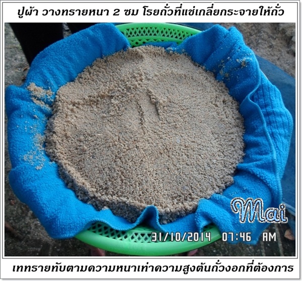 วิธีเพาะถั่วงอกในทรายแบบบ้าน ๆ วิธีเพาะถั่วงอกในทรายแบบบ้าน ๆ