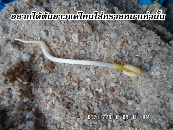 วิธีเพาะถั่วงอกในทรายแบบบ้าน ๆ วิธีเพาะถั่วงอกในทรายแบบบ้าน ๆ