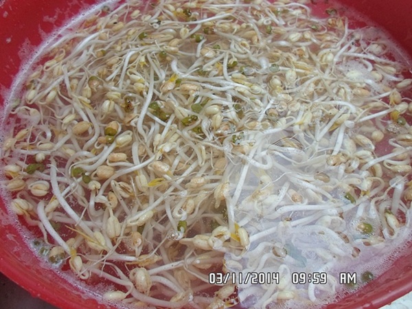 วิธีเพาะถั่วงอกในทรายแบบบ้าน ๆ วิธีเพาะถั่วงอกในทรายแบบบ้าน ๆ